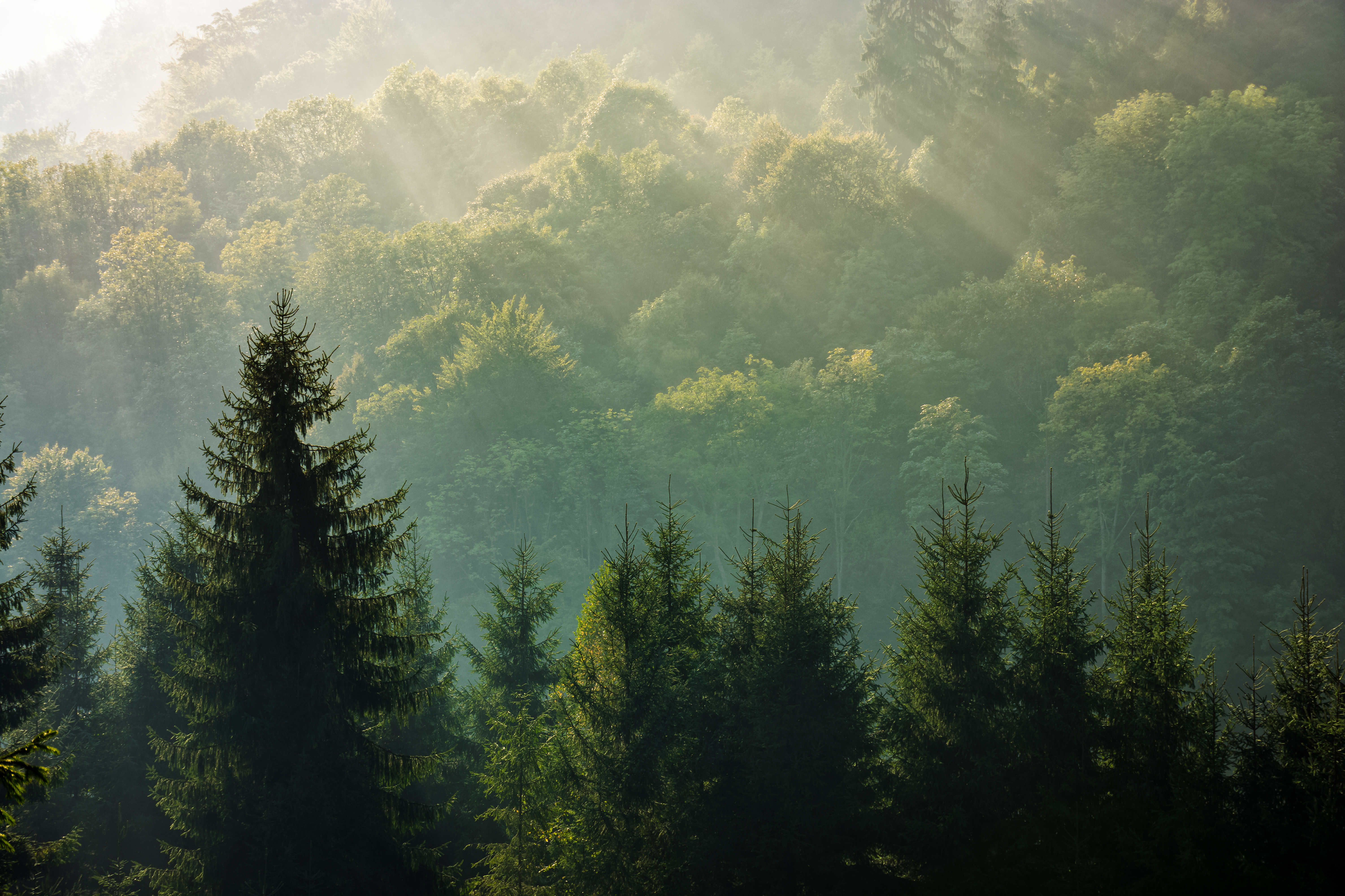 Through The Trees